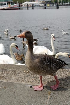 duck among swans