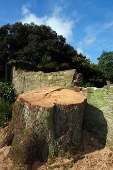 a tree stump in an old countryside estate