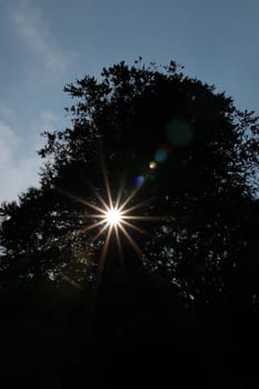 a burst of sunlight filtering through the tree tops