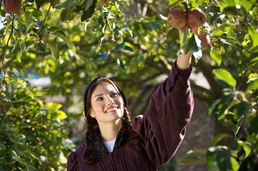 Beautiful young farm girl picking apples from the apple tree