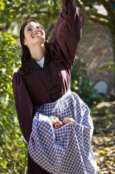 Pretty farmgirl outdoors picking the apples from the appletree and collecting them in her skirt