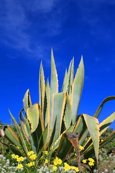 Agave plant close up over blue sky.
