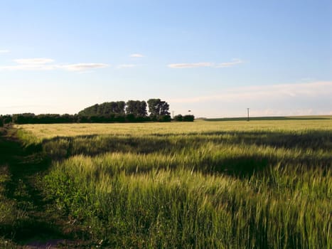 Wheaten field on the brink of village