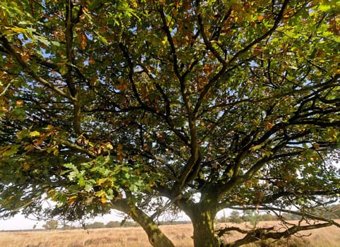 oak on heathland in autumn in Belgium