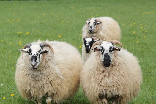 group of four sheep on a meadow