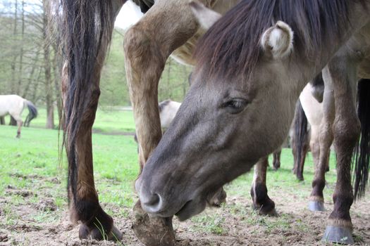 tarpan horse grooming another other with its teeth to get rid of parasites