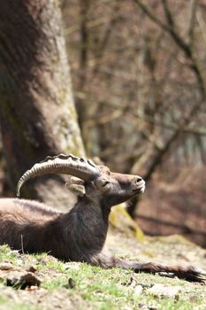 capricorn resting in spring sun