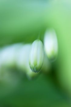 Close-up of green closed bud. Shallow depth of field.