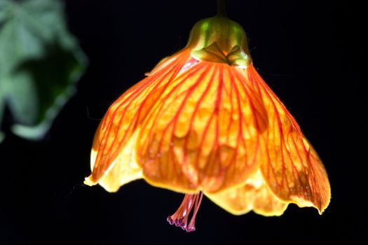 Macro view of a lighted flower looks like night lamp
