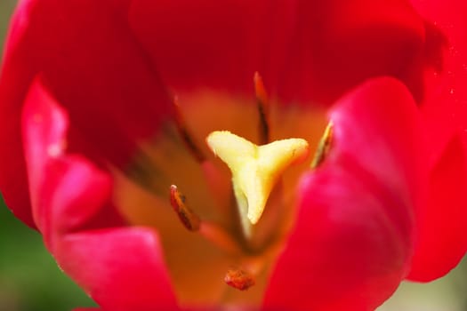 Closeup view of red tulip with shallow depth of field