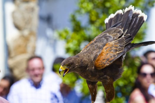 display of birds of prey, golden eagle