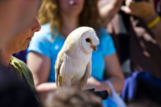 display of birds of prey, screech owl