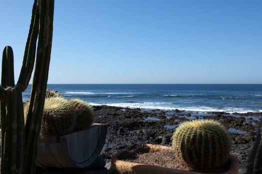 cactus at the ocean, El Golfo, Lanzaeote