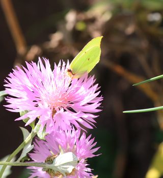 Close up of the Gonepteryx rhamni sitting on the cornflower