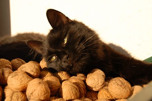 black cat in walnuts