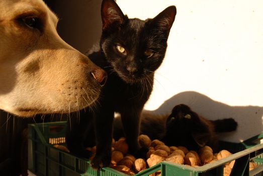 Black cats and dog in walnuts
