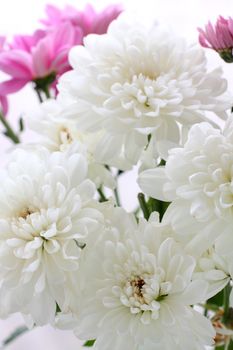 Close up of the tender white chrysanthemum