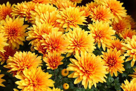 Close up of the beautiful yellow chrysanthemum.