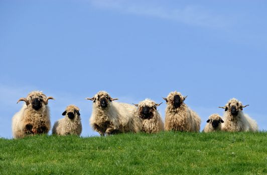 Seven rastafari-like sheep curiously looking down