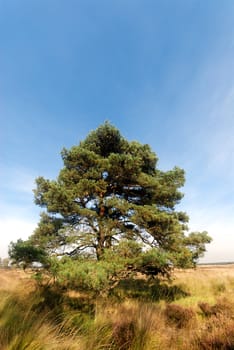 solitaire pine tree on heathland in autumn
