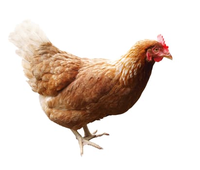 Red Hen isolated with clipping path