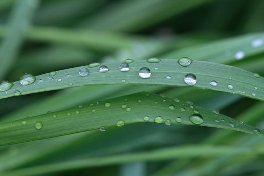 Nice green background with water drops lying on grass