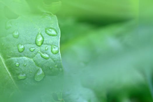 Nice green background with water drops lying on grass