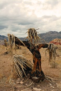 A natural scarecrow in Red Rock Canyon, Nevada outside of Las Vegas.
