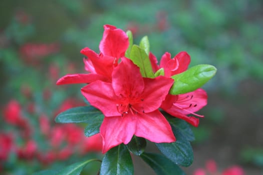 Close up of a pink azalea flower.
