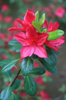 Close up of a pink azalea flower.
