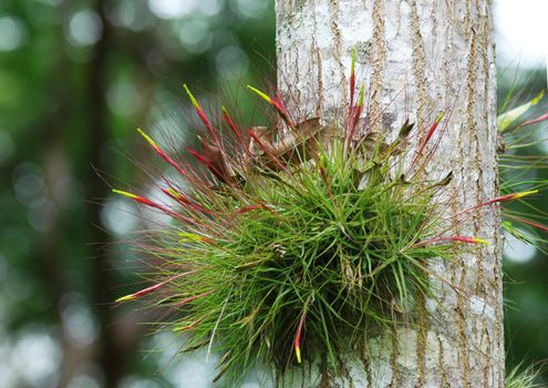 forest flower growing on the tree, Yachilan Mexico