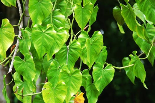 Green plants of Yachilan Mexico