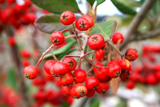 Close up of holly berries growing in a forest.
