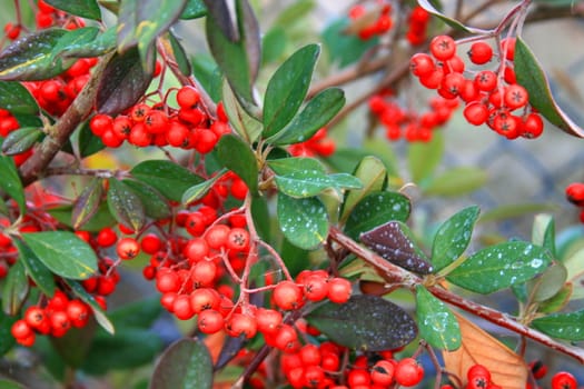 Close up of holly berries growing in a forest.
