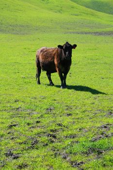 Black cow on a green grass in a farm.
