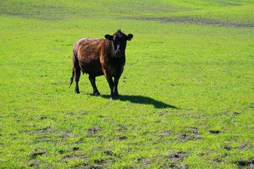 Black cow on a green grass in a farm.
