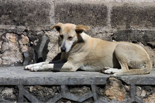 Dog lying on the street in San Cristobal