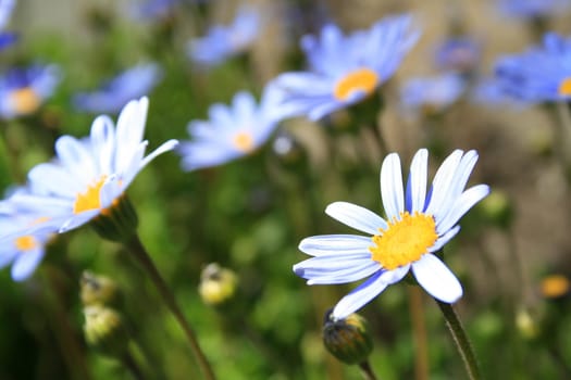 Close up of the blue marguerite flowers.
