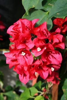 Close up of the red bougainvillea flowers.
