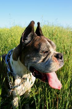 Close up of a boxer dog.
