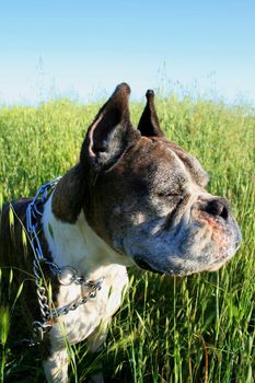 Close up of a boxer dog.
