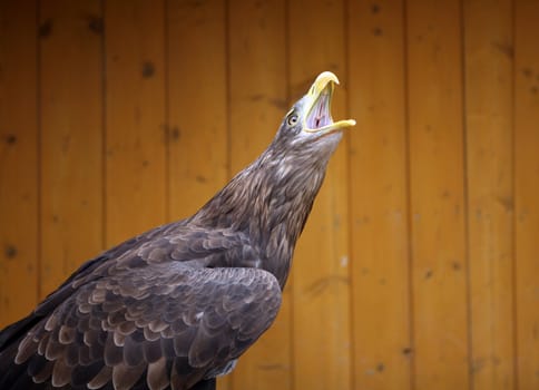 Eagle in the ZOO