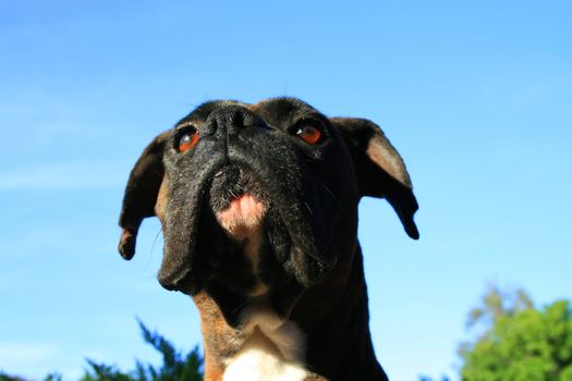 Headshot of a black boxer dog sitting in a playground.