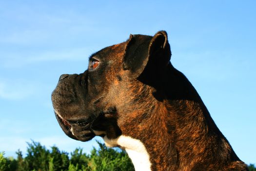 Headshot of a black boxer dog sitting in a playground.