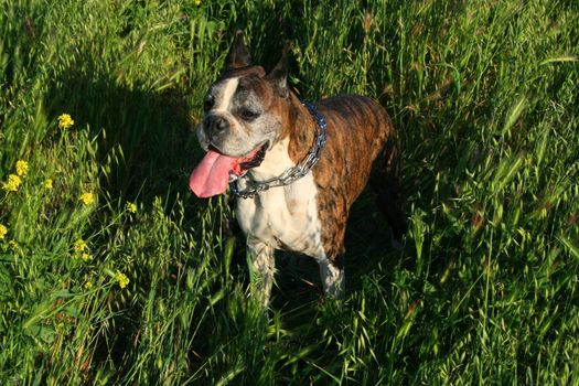 Close up of a boxer dog. 