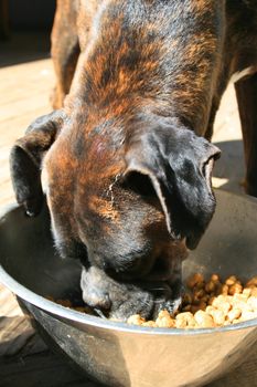 Boxer dog eating dog food from the bowl.
