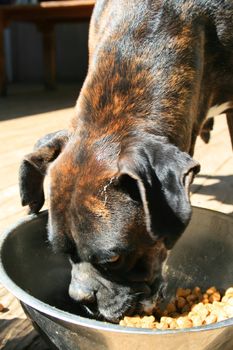 Boxer dog eating dog food from the bowl.
