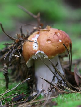 wild growing mushrooms inthe grass