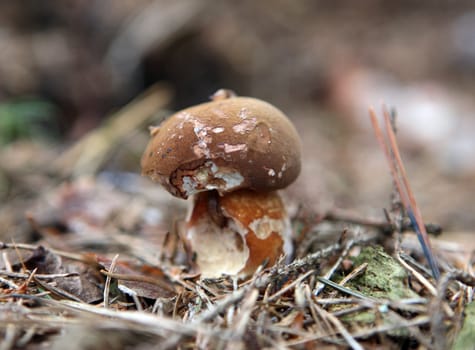 wild growing mushrooms in the grass