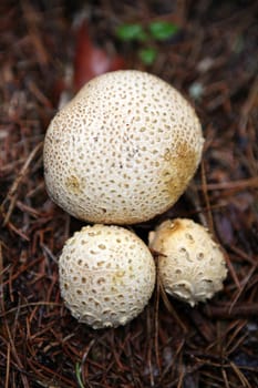 wild growing mushrooms inthe grass